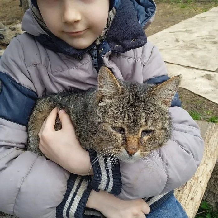 "День кошек"